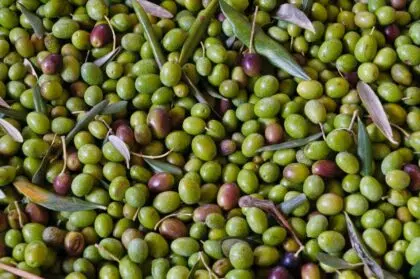 ado olive hyeres